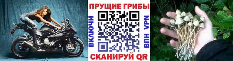 Галлюциногенные грибы мухоморы  блэк спрут маркетплейс  Лабинск 